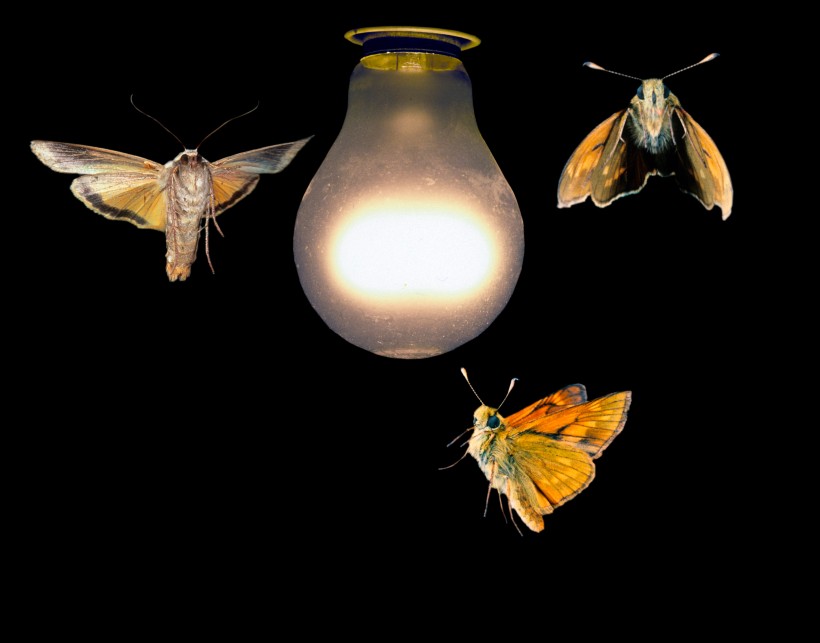 Z3550959-Moths_around_a_light_bulb